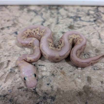 Candied Clown Banana Pastel 66% Het Pied Ball Python
