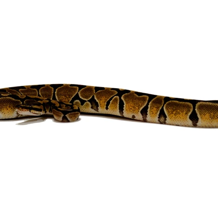Enchi Het Hypo Ball Python