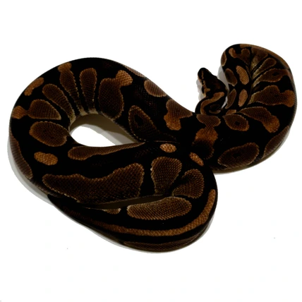 DH Albino/Hypo Ball Python