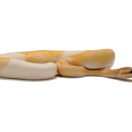 Banana Pied DHet Clown/Hypo *Payment Plan Avaliable* Ball Python