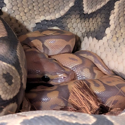 Hypo Ultramel 66% Het Piebald Ball Python