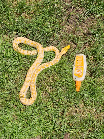 50% Kalaotoa Purple Albino 100% Het Anery Reticulated Python by ...