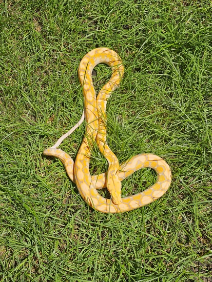 40.6% Kalaotoa Purple Albino Het Snow Reticulated Python by Brooklyn ...