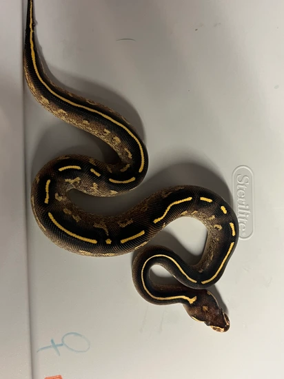Python Cinnamon Freeway Freeway Ball Python by OzMorphs LLC