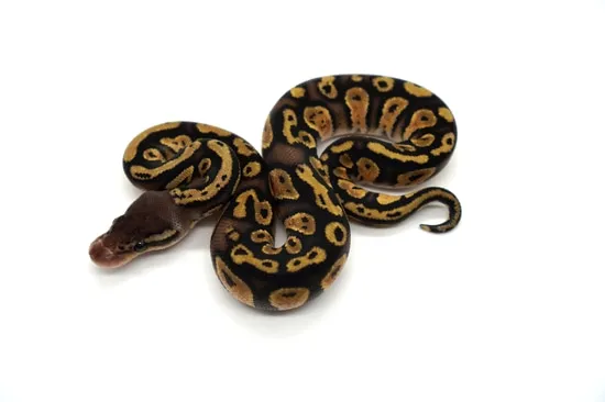 Pastel Cinder Ball Python by Ozzy Boids LLC