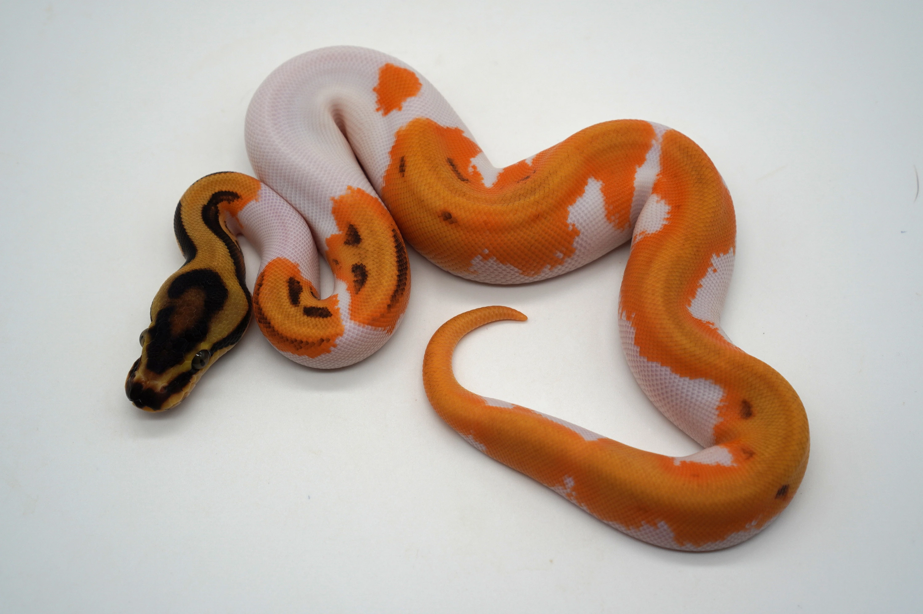 Super Orange Dream Enchi Leopard Pastel Pied Ball Pythons by