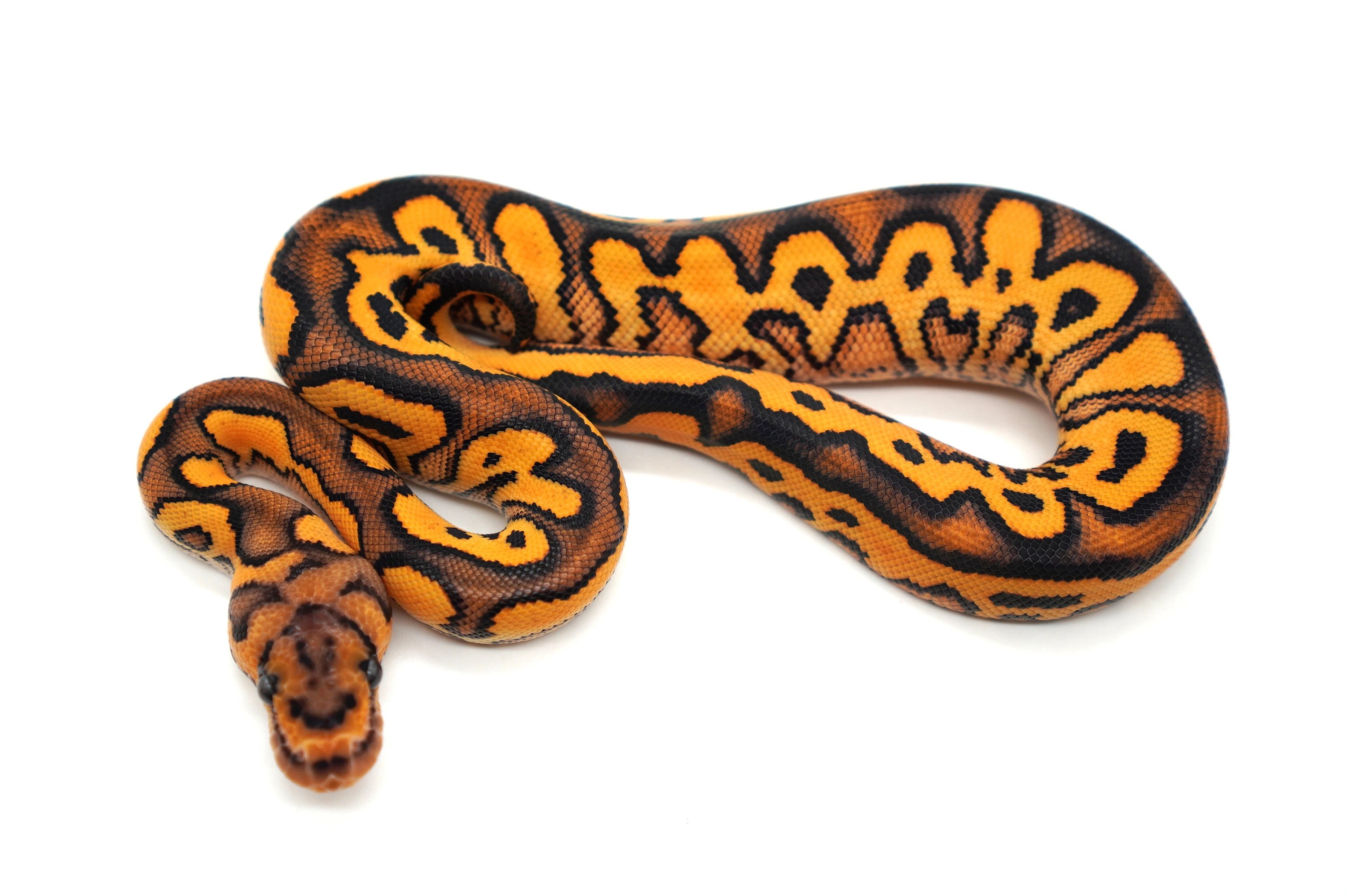 HI X2 Super Orange Dream YB Cypress Clown Ball Pythons by