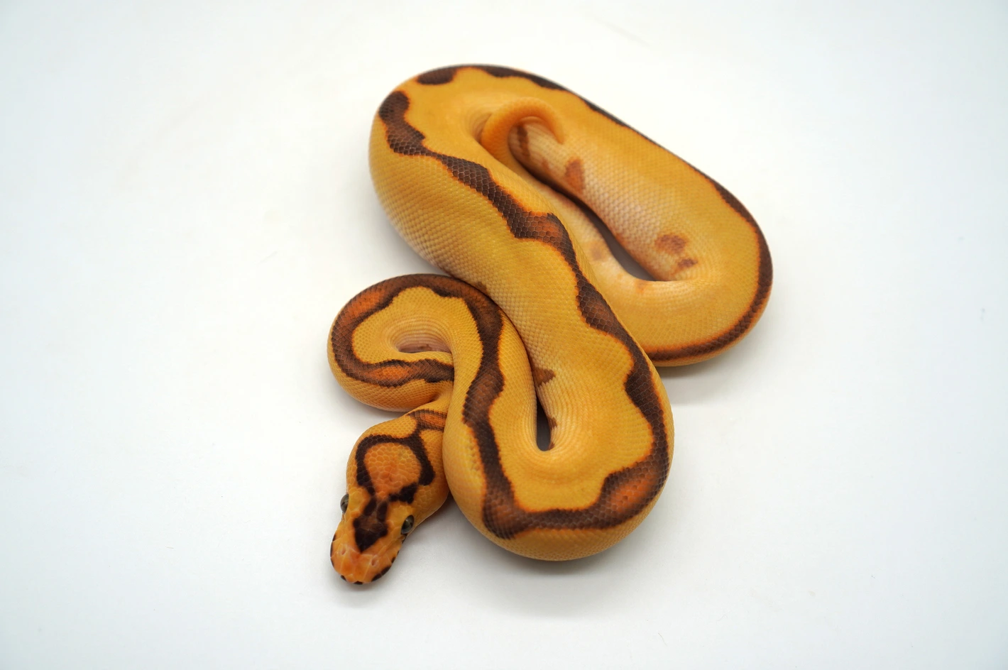 High Intensity Super Orange Dream YB Enchi Fire Clown Pos Het Pied