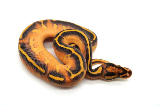 Orange Dream Desert Ghost Freeway 50% Het Clown Ball Python by Ozzy ...
