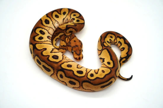 Orange Dream Super Red Stripe Clown Het Genetic Stripe Ball Python by ...