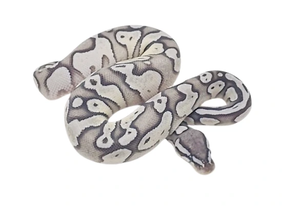 Blackhead Enchi VPI True Ghost Poss. Red Gene Ball Python by P5Pythons