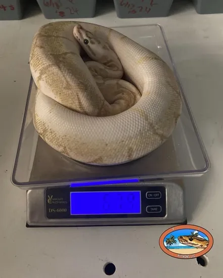 Spider Bamboo Ball Python by P 7 Pythons