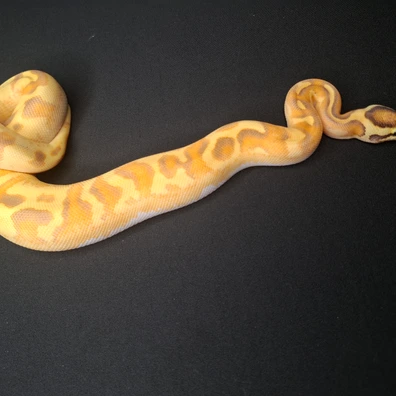 For Hamm: Pavement Enchi Orange Dream Ball Python - female for sale from Paddy's Pythons