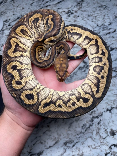Breeder Stranger Yellowbelly Clown Ball Python by Painted Scales Reptiles