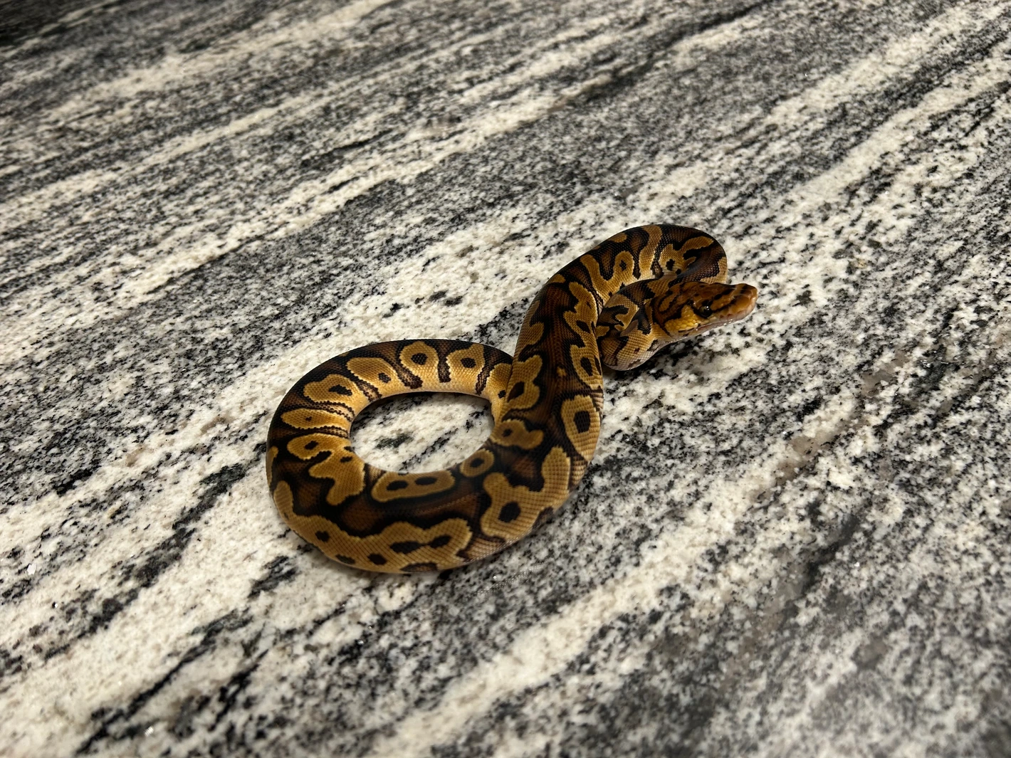 Clown Het Sunset Ball Python by Painted Scales Reptiles
