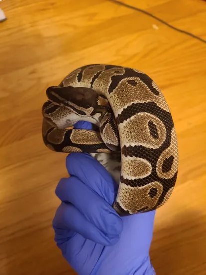 Double Het Vpi Pied Ball Python by Palmetto State Pythons