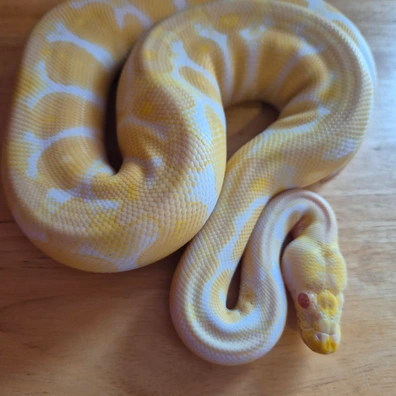 Albino Pastel Ball Python - male for sale from SD Reptiles