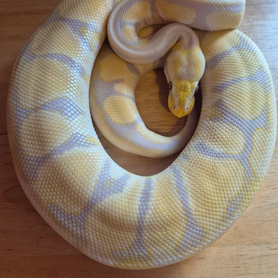 Candino Ball Python - female for sale from SD Reptiles