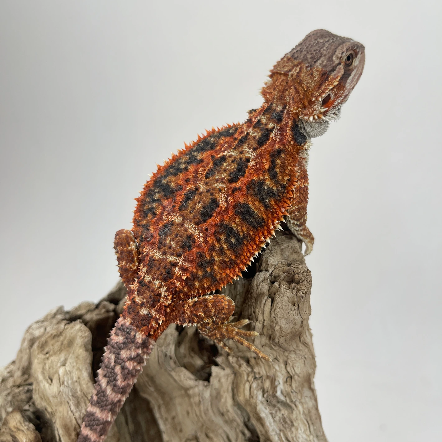 邦楽 MASCHERA - DRAGONHEADS DRAGONTAILS 1/2 Red Monster Blue Bar Tiger, Double Het Hypo Trans