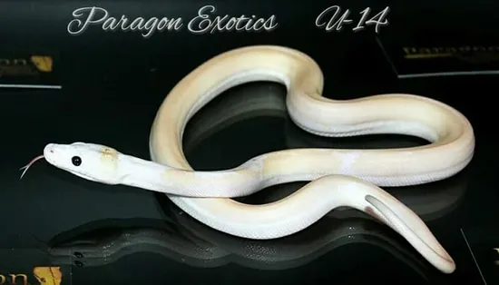Ultra Ivory Tiger Poss. Het. Anery Reticulated Python by Paragon Exotics
