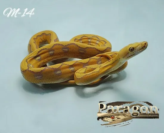 Purple Super Sunfire Reticulated Python by Paragon Exotics