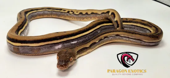 Genetic Abnormal Reticulated Python Genetic Stripe 100% Het Caramel Or Alb Reticulated Python by Paragon ...