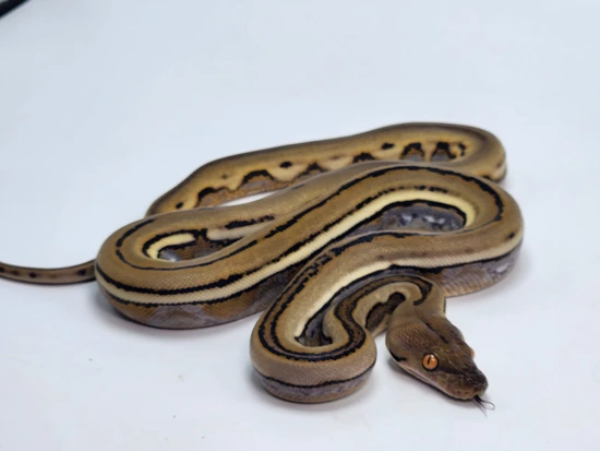 Genetic Abnormal Reticulated Python Genetic Stripe Het Albino Reticulated Python by Paragon Exotics