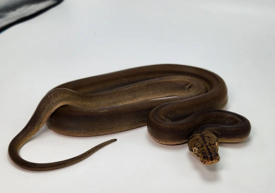 Phantom Super GC **Discounted Reticulated Python by Paragon Exotics