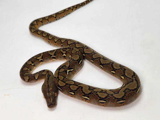 100% Het Ocelot Pos Het Caramel Reticulated Python by Paragon Exotics