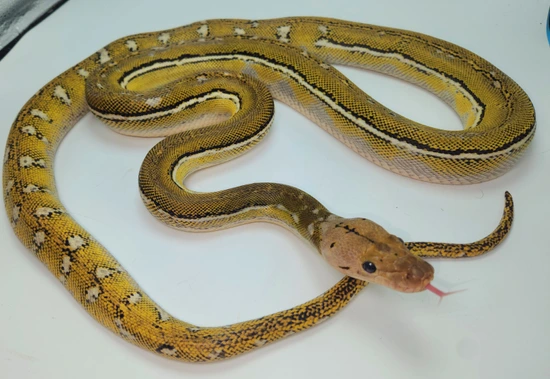 Gorgeous Lemonglow Anthrax Het Purple ** LIMITED TIME SALE Reticulated ...