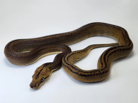 Goldenchild Tiger Het Albino Pos Platinum Reticulated Python by Paragon ...