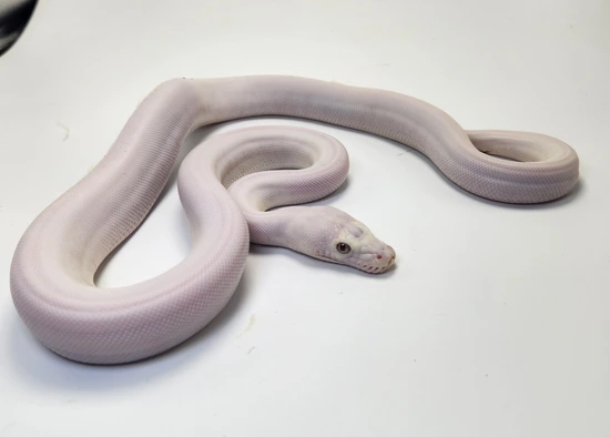 Super Phantom Beautiful Female Reticulated Python by Paragon Exotics