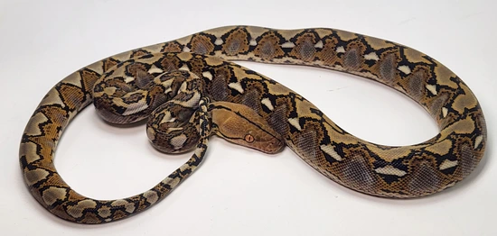 Normal Het Albino Retic Reticulated Python by Paragon Exotics