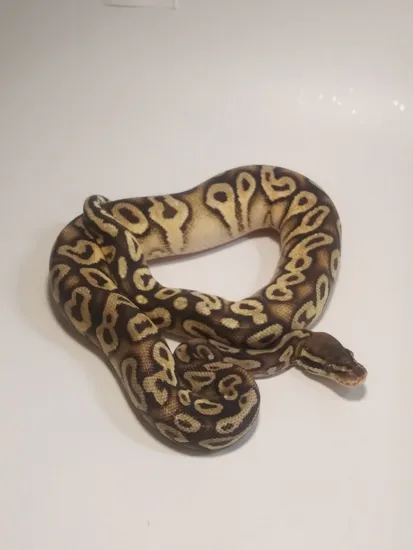Super Pastel Mojave Ball Python by Passion Pythons