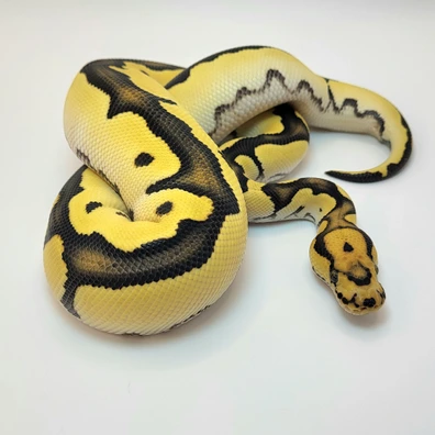 Od Desert Ghost Clown Ball Python - male for sale from Jmr royals
