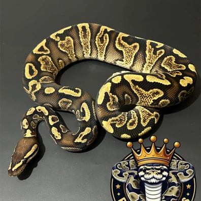 Ghi Yellow Belly / Gravel Het Clown 50% Het Ultramel Ball Python - male for sale from Royal Noodles