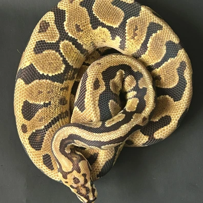 Spotnose Fire Het Clown 66% Het Dg 50% Het Hypo Ball Python - male for sale from Royal Noodles