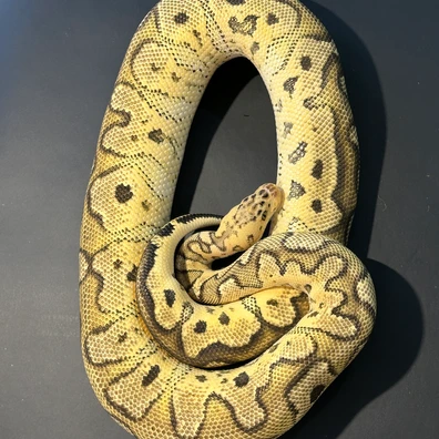 Pastel Special Clown Ball Python - male for sale from Royal Noodles