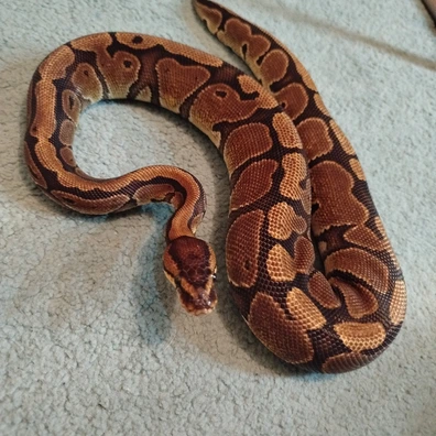 Red Stripe 66% Het Clown