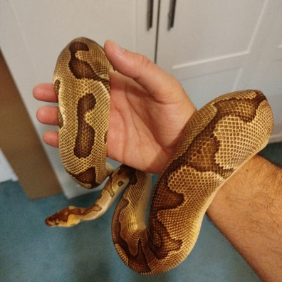 Enchi Clown Ball Python - male for sale from Paulsroyalpythonsuk