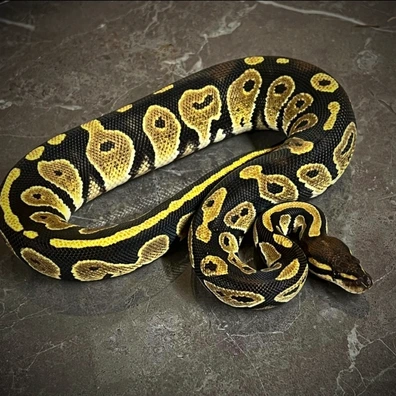 Blackhead Het Hypo Het Zebra Ball Python - male for sale from Rollercoaster_Royals_
