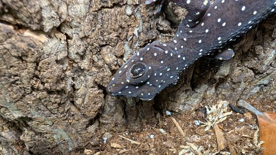 Starry Tokay Gecko More Gecko by Pet & Aquatic Warehouse