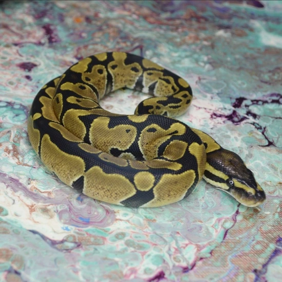 X-treme Gene Fire Ph Pied Ball Python by Universal Serpents