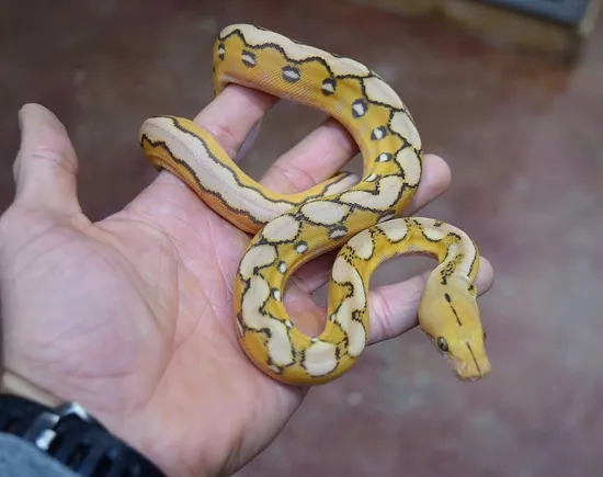 Platinum Mocha Caramel Sunfire Reticulated Python by Peach State Pythons