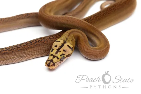 Golden Motley Retic Python 20 Mochino Motley Golden Child Reticulated Python by Peach State Pythons