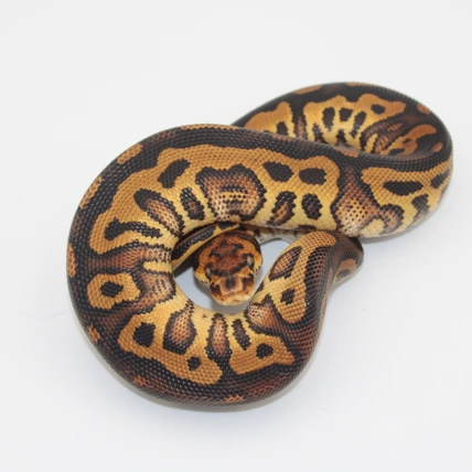 Peak City Pythons - MorphMarket