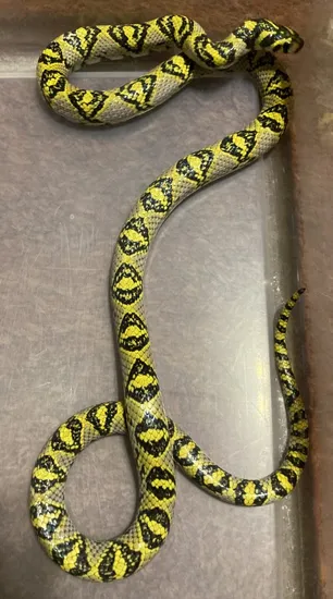 Breeder Mandarin Rat Snake by Pearson's Pythons