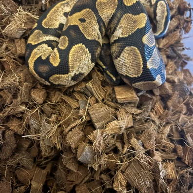 Het Sunset Calico Ball Python - male for sale from Penny's Pythons