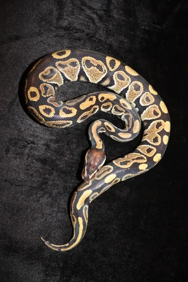 Volta Ball Python by 4Z Exotics