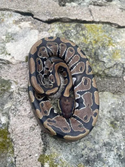 Normal 50% Het Pied Ball Python by 4Z Exotics